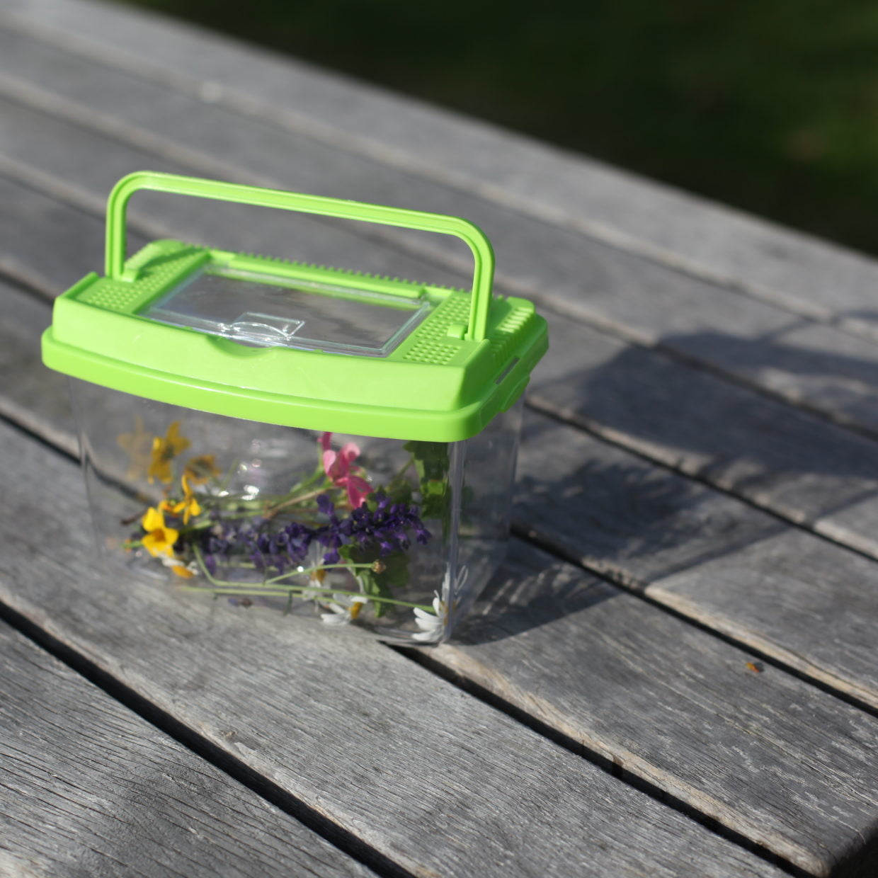 Insecten studiedoos op tafel, doorzichtige bak met groen deksel