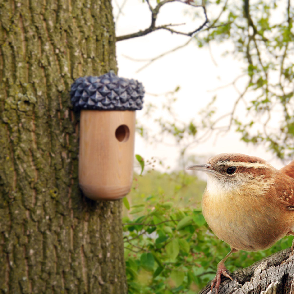 Eikel nestkastje van hout met donker textuur dak en ronde invliegopening bij boom