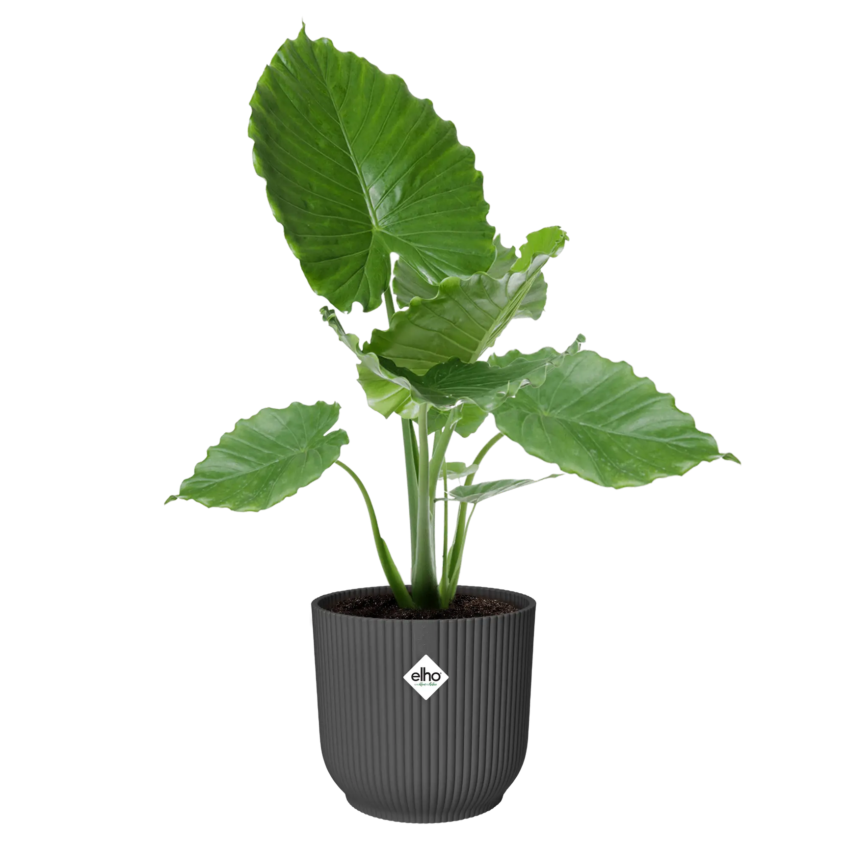 Ronde Elho Vibes fold plantenpot antraciet met groene plant erin.