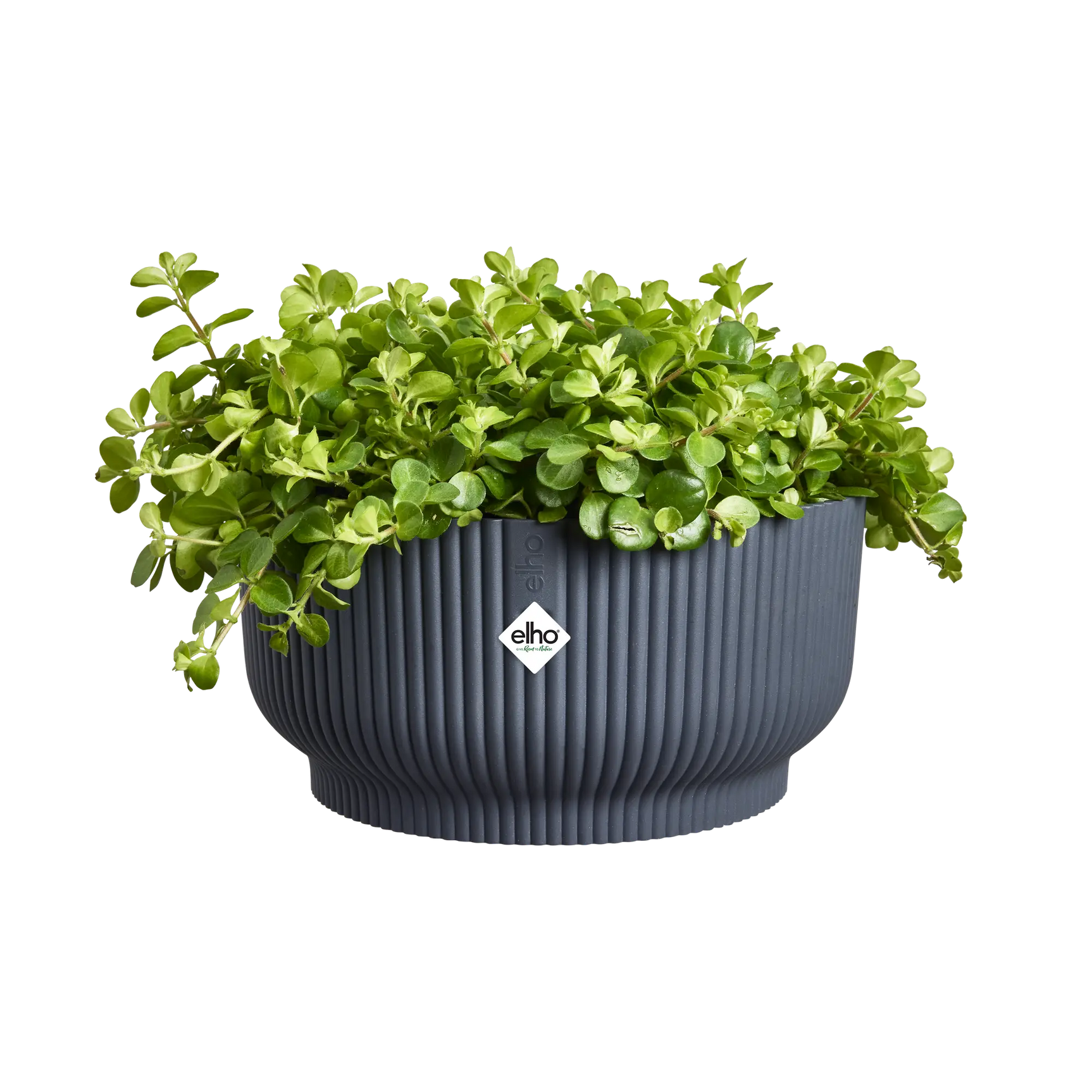 Elho vibes fold bowl 25 cm antraciet met groene plant, geribbelde schaal en elho-logo