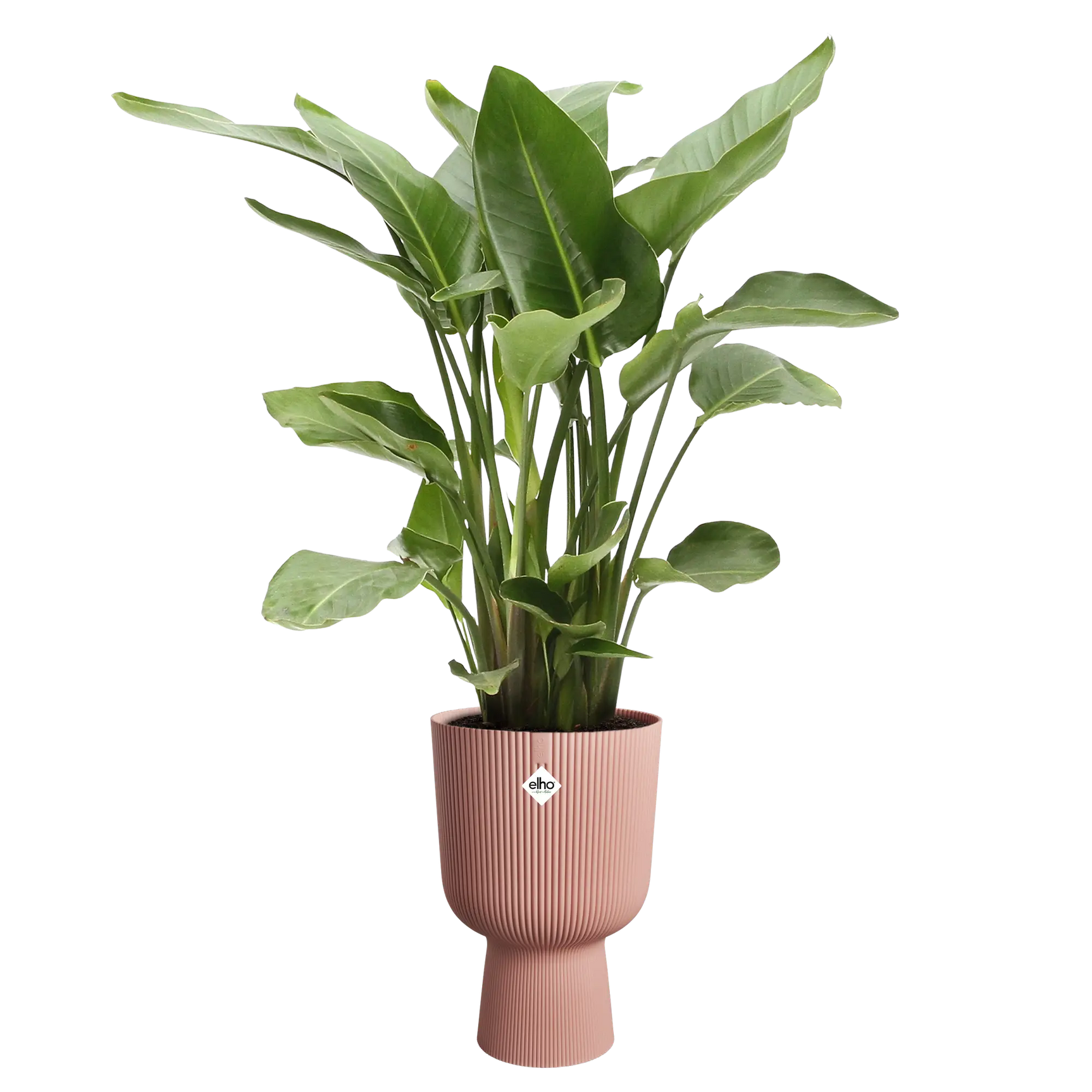 Elho bloempot met groene kamerplant, delicate roze, ribbelmotief
