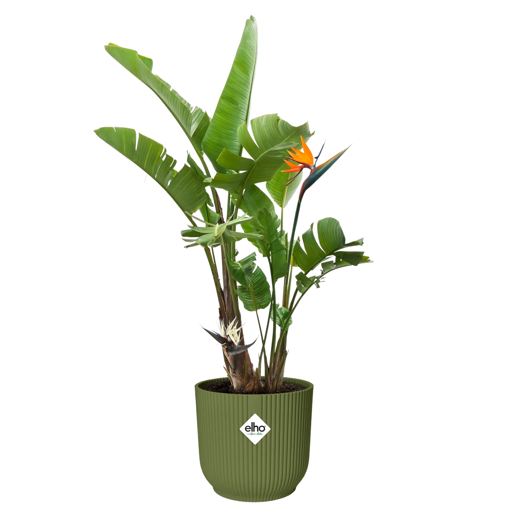 Elho Vibes bloempot rond 30 cm, varengroen, met elho-logo.