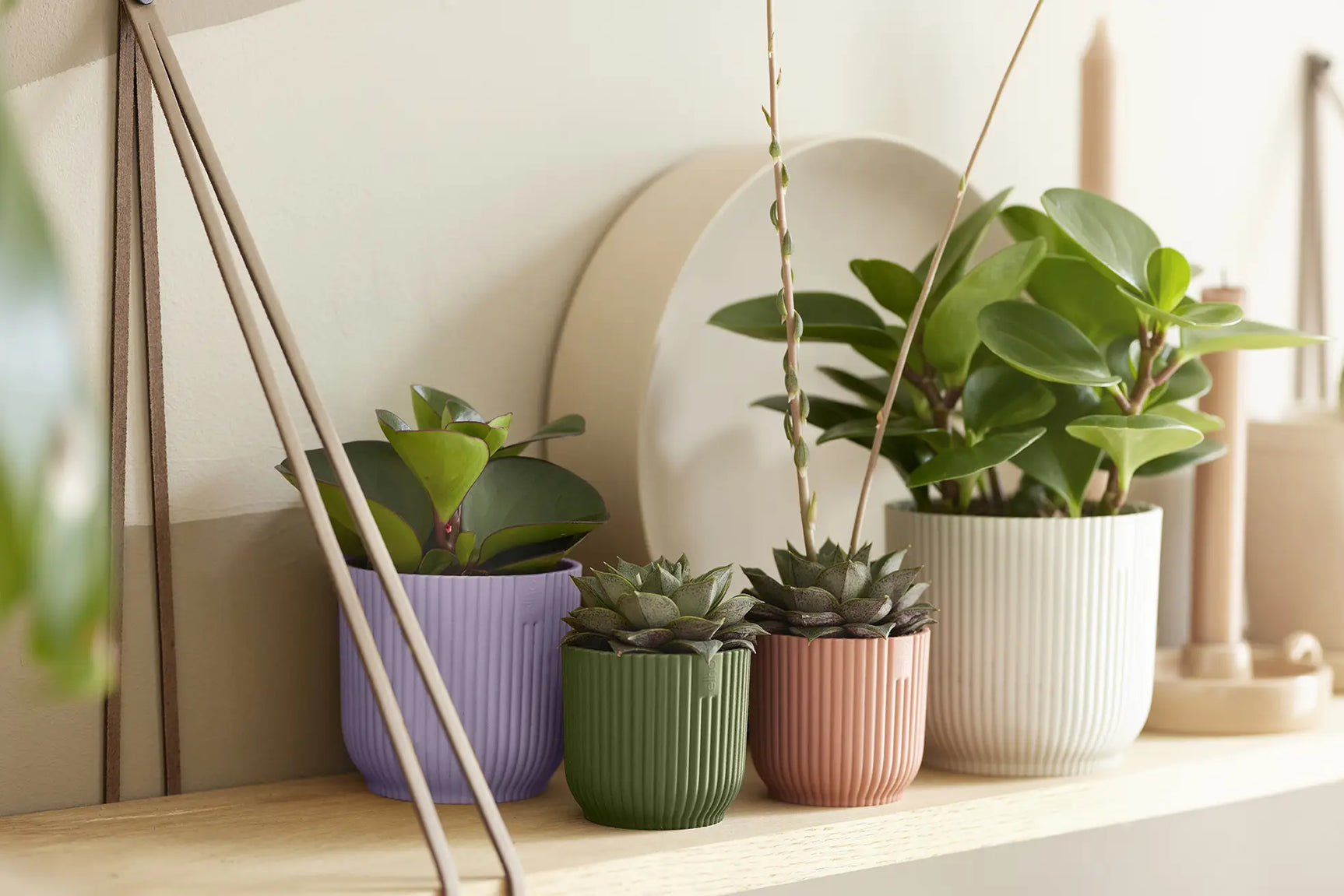 Meerdere plantenbakjes met planten op plank, waaronder zacht lila elho mini