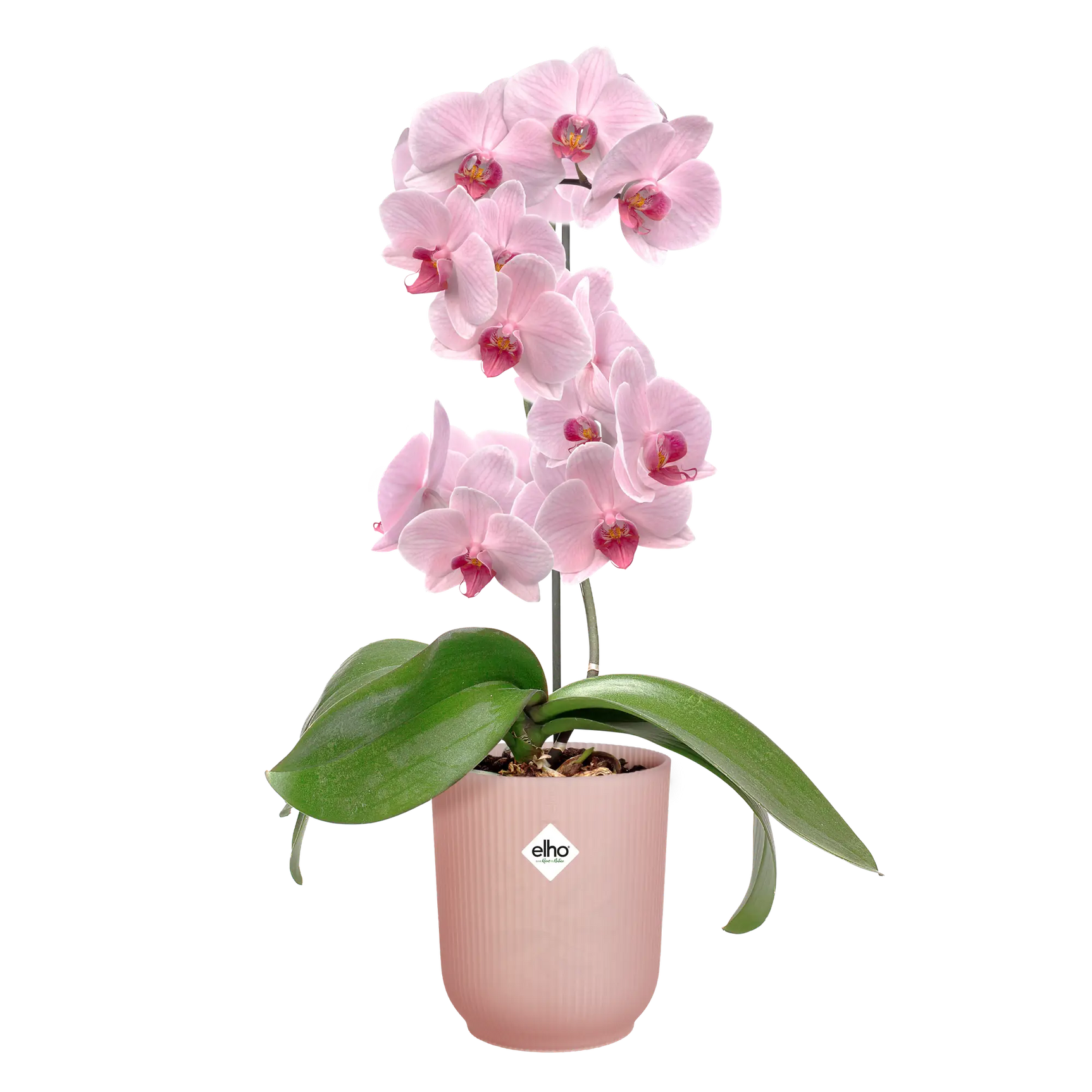 Elho plantenpot met orchideeën en groene bladeren, matroze, geribbeld