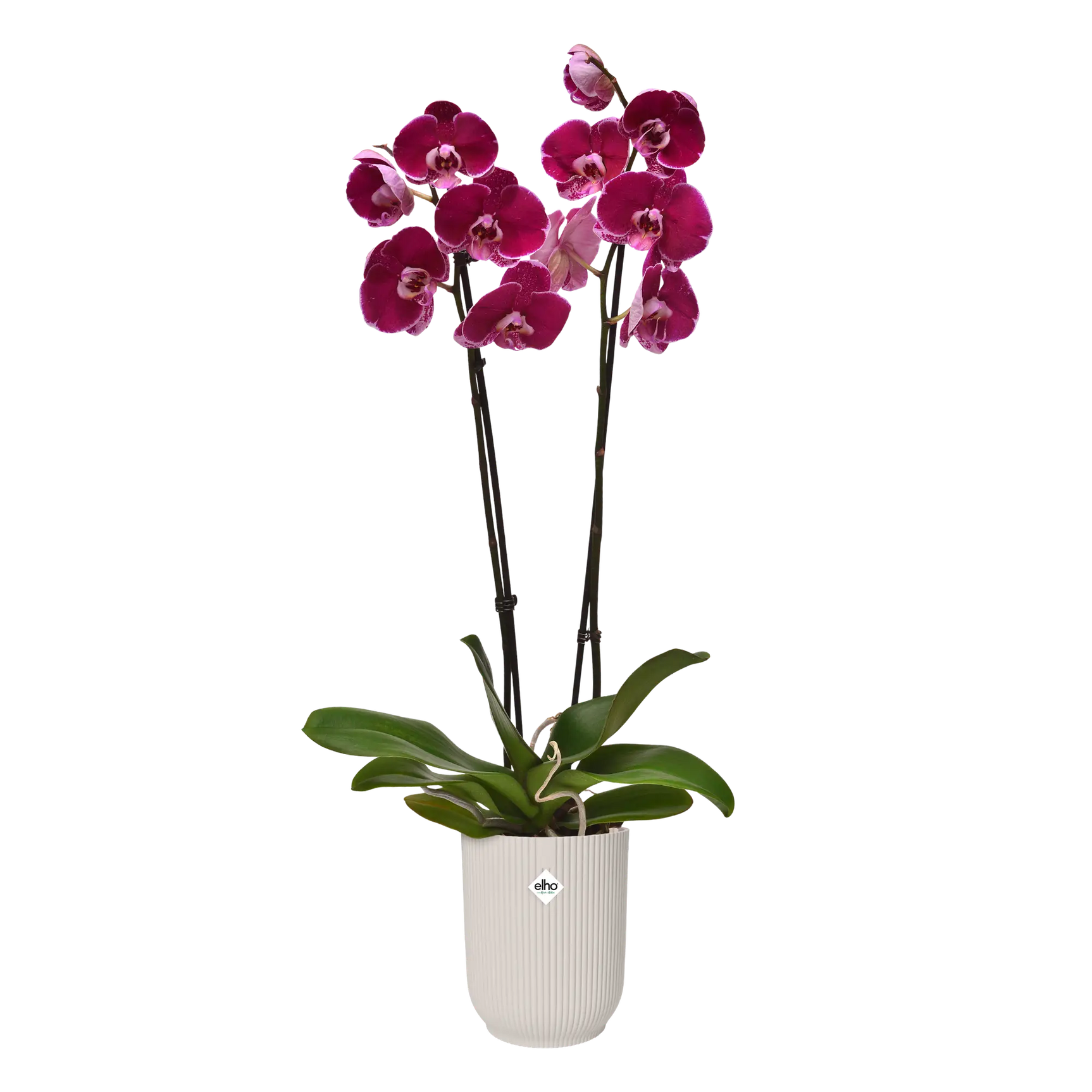 Elho bloempot met linnen witte pot en paarse orchideeën met groene bladeren