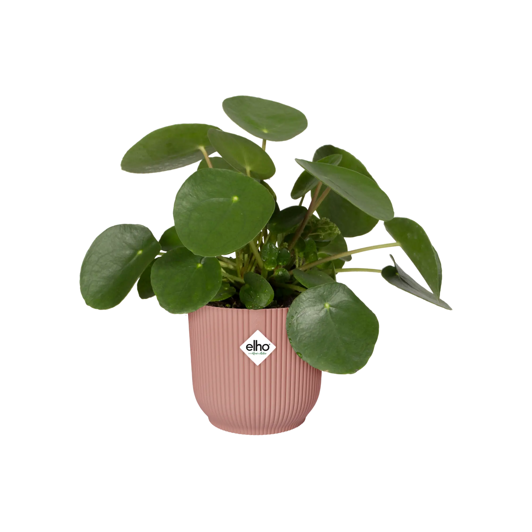 Ronde plantenpot delicate roze met een plant met groene bladeren.
