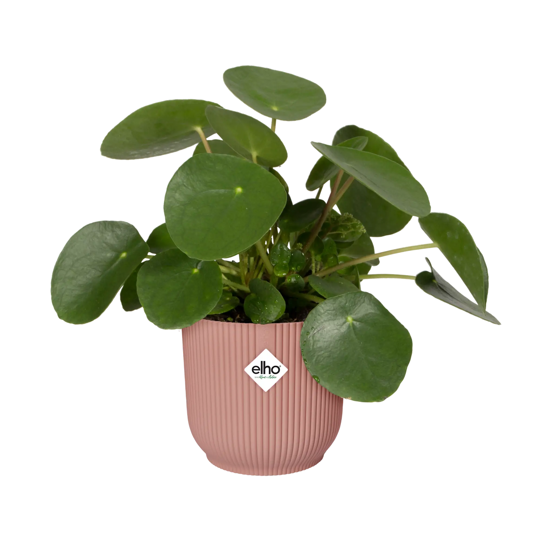 Roze ronde plantenpot met groene bladeren erin