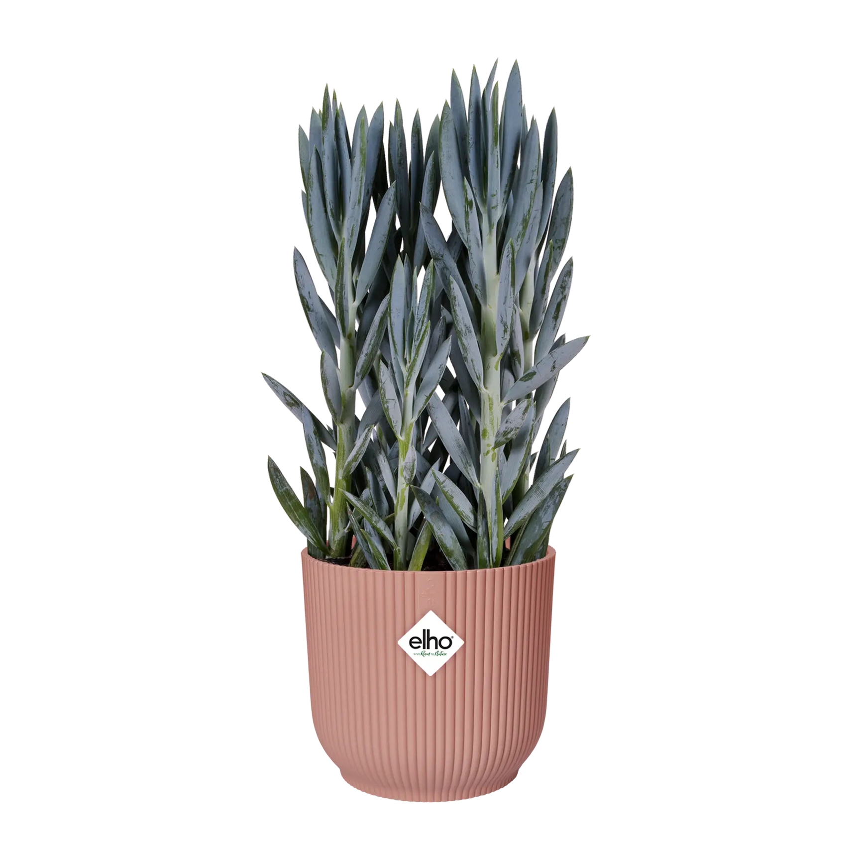 Roze ronde plantenpot met opgaande groene bladeren
