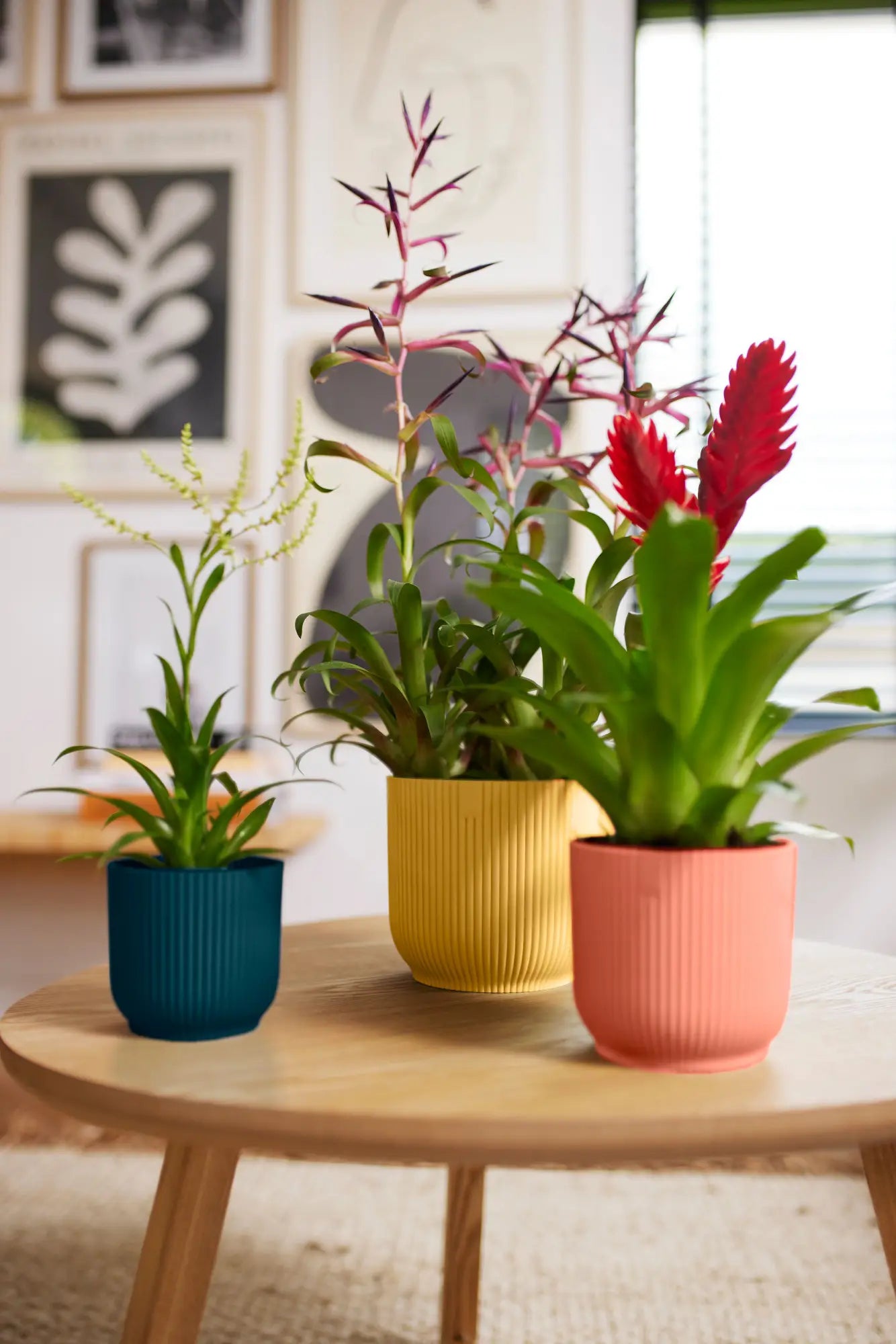 Roze geribbelde bloempot met plant op tafel