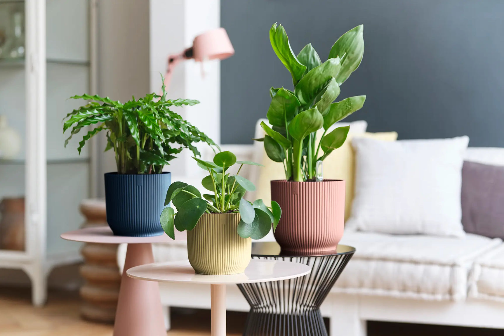Meerdere ronde plantenpotten, waaronder een roze, met groene planten op tafel.