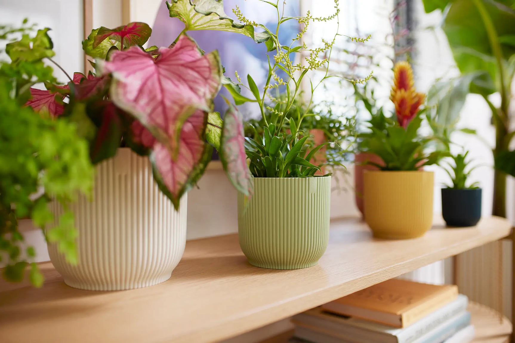 Meerdere mini plantenbakken met planten, sorbetgroen, op houten plank
