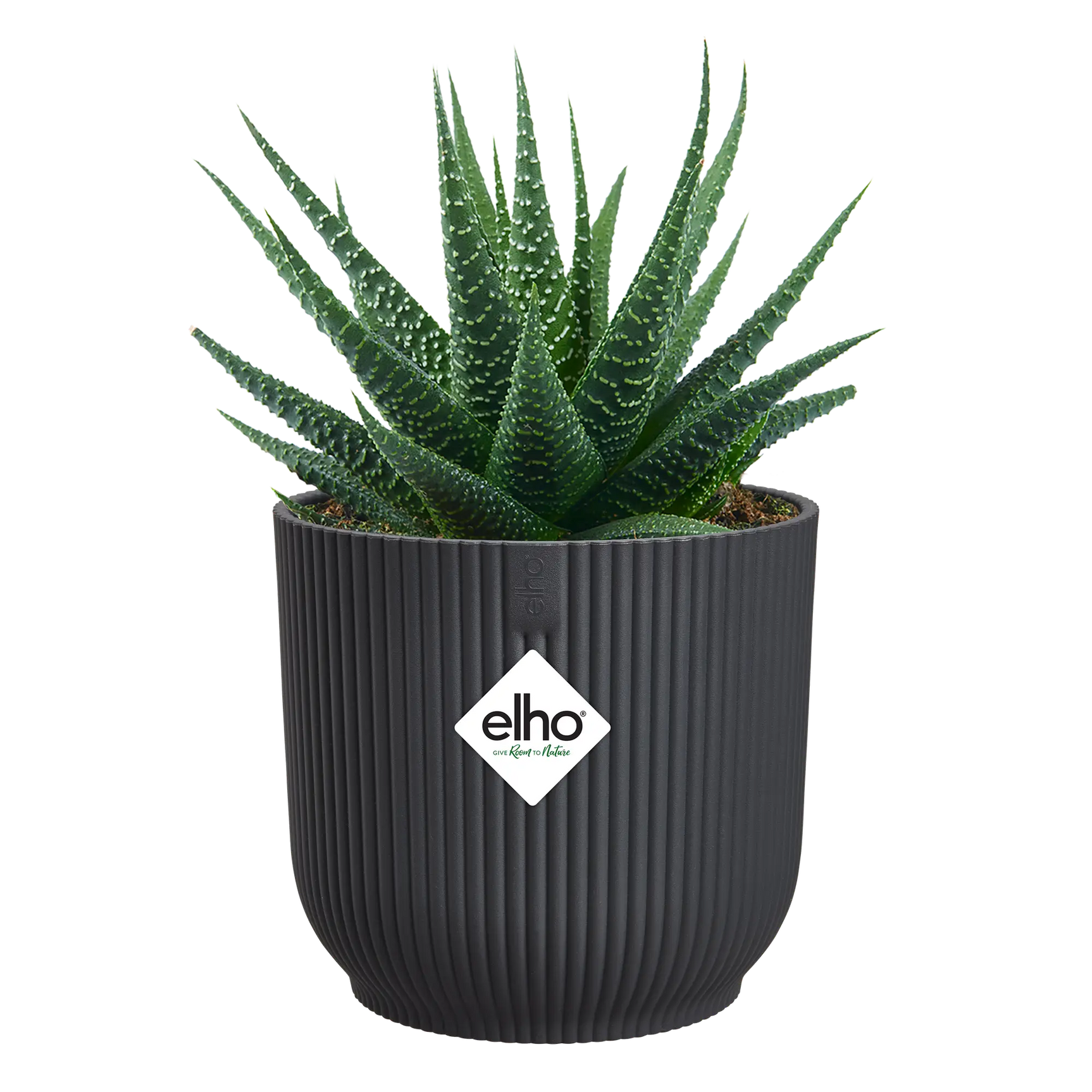 Antracietkleurige ronde bloempot met ribbels, met vetplant erin