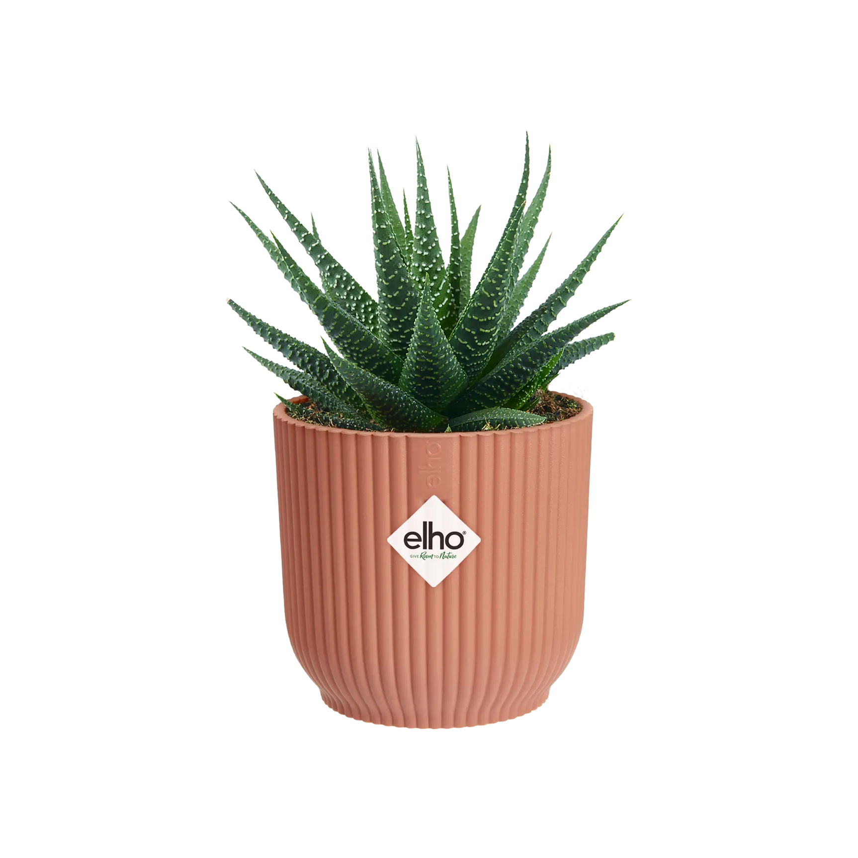Ronde mini bloempot, delicate roze, met kleine vetplant.