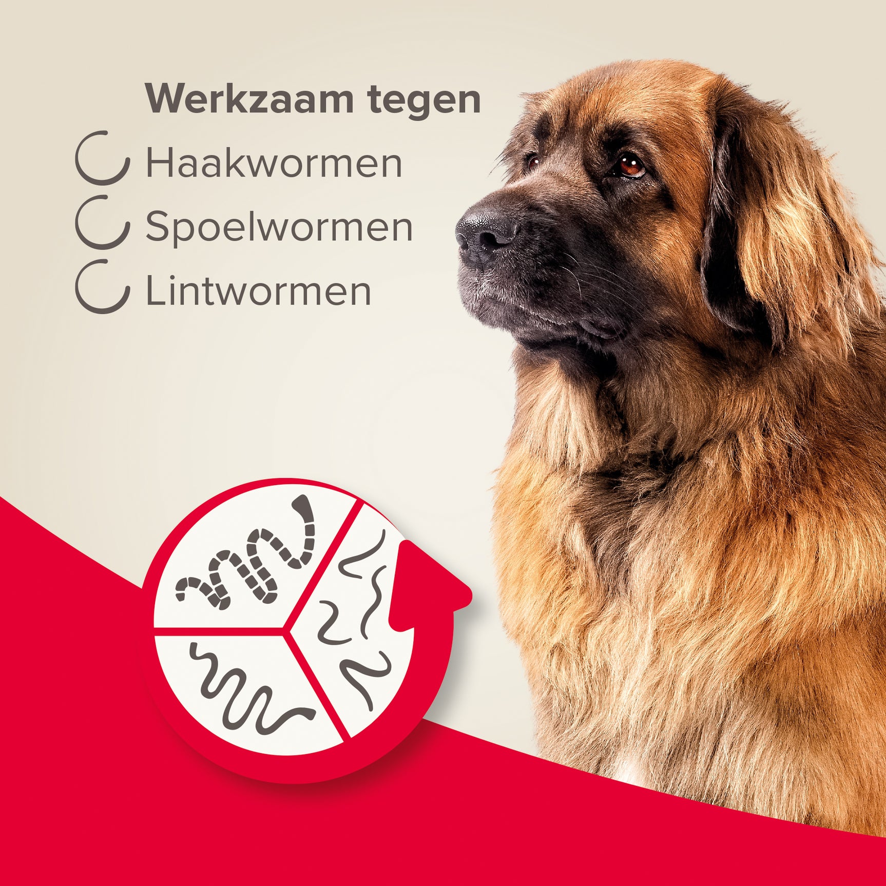 Beaphar wormtabletten voor honden, werkzaam tegen haakwormen, spoelwormen en lintwormen