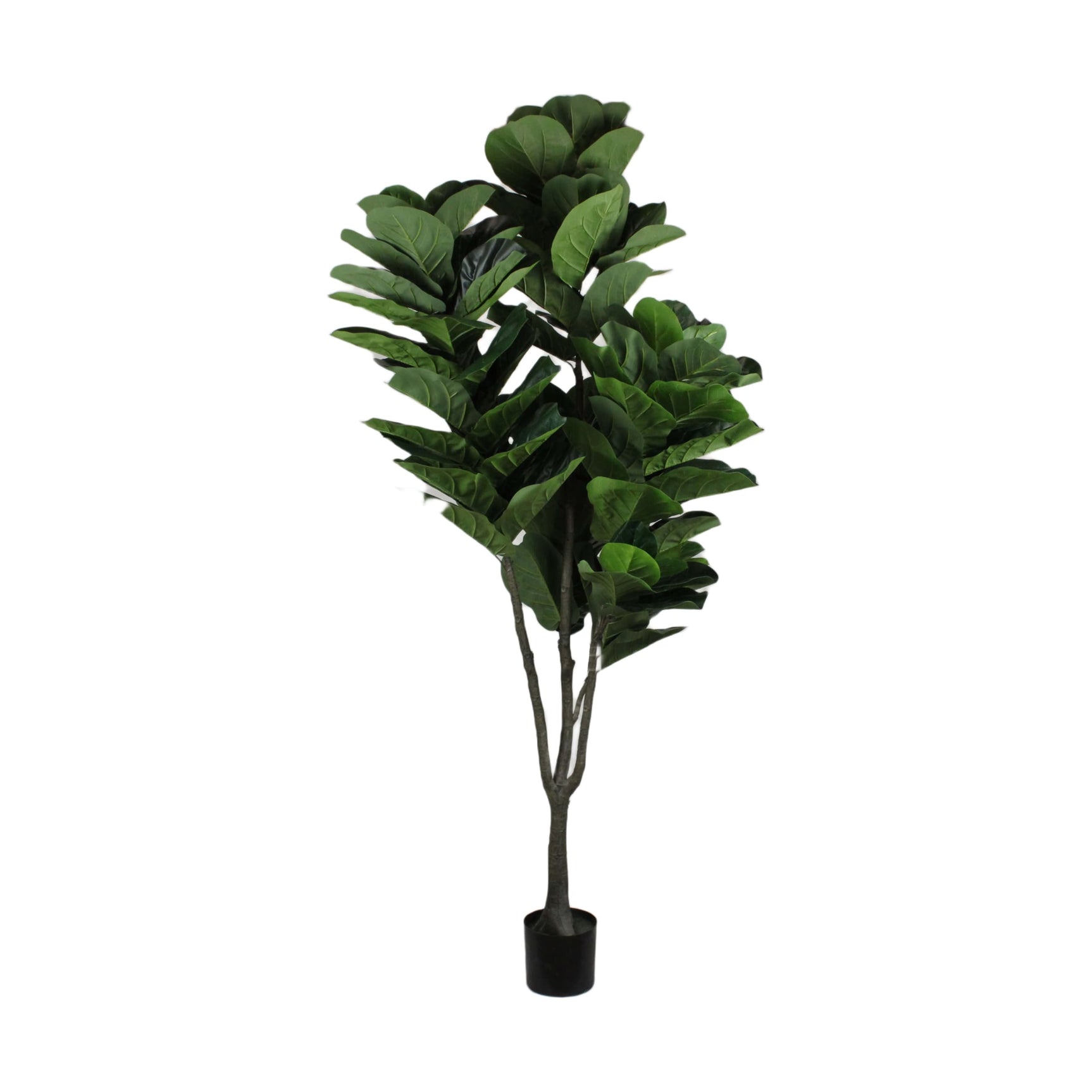 Plant ficus lyrata kunst