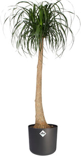 Elho - B. For Soft Round Anthracite 25cm