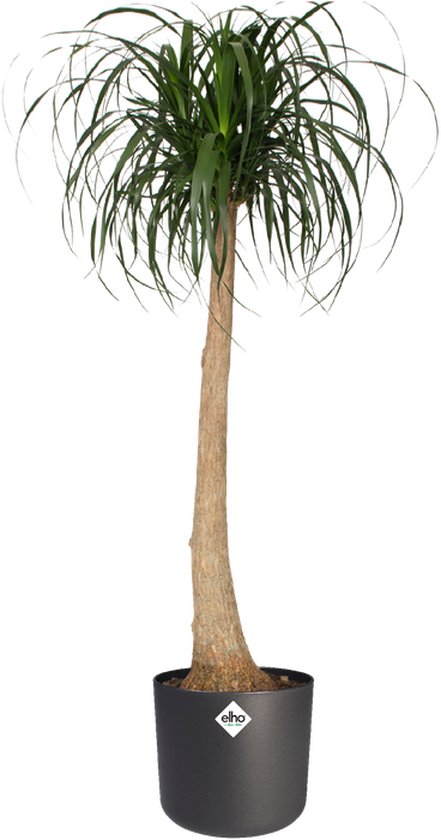 Elho - B. For Soft Round Anthracite 25cm