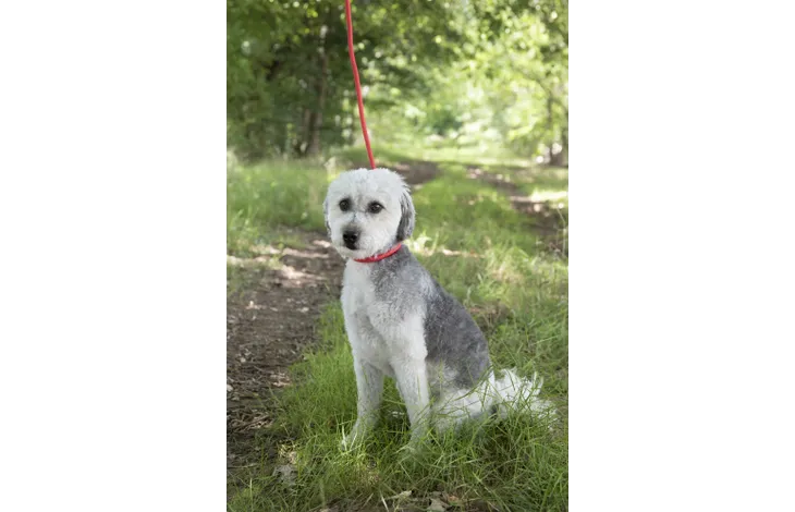 Rode anti-trek looplijn aan witte hond in gras