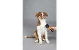 Hondenborstel in hand met zwarte kop en geel/oranje kam voor puppyvacht