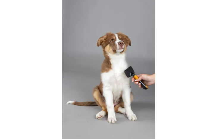 Hondenborstel in hand met zwarte kop en geel/oranje kam voor puppyvacht