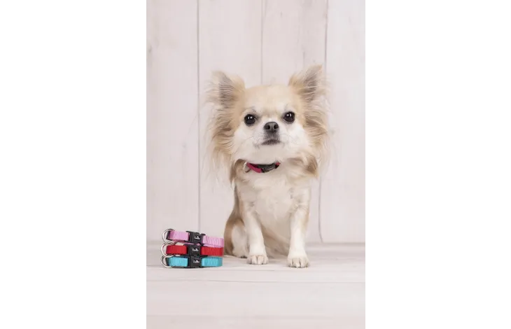 Witte hond met rode halsband en gekleurde band bij de gesp