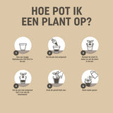 Stappenkaart: een plant oppotten in een pot, met pictogrammen 1 t/m 6.