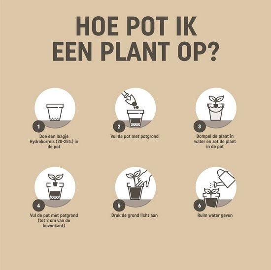 Stappenkaart: een plant oppotten in een pot, met pictogrammen 1 t/m 6.