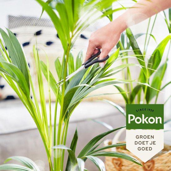 Palmplant met hand die bladeren bijsnijdt