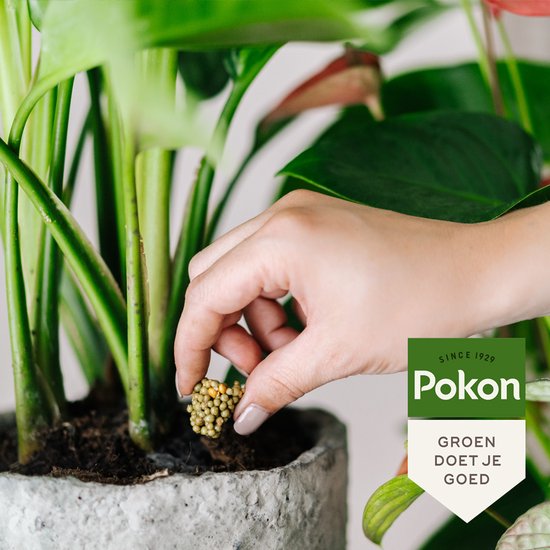 Pokon - Terras & Balkon Planten Voedingskegels 40 stuks