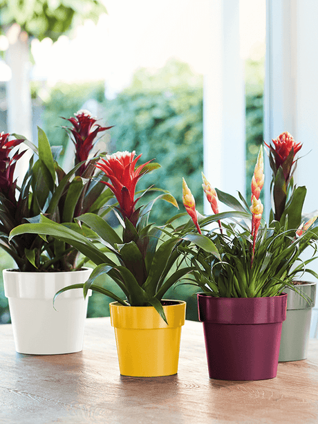 Ronde plantenpot lichtgroen met brede rand, op houten tafel tussen andere potten