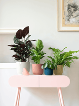 Ronde plantenbak met ribbelstructuur, met kamerplanten op tafel