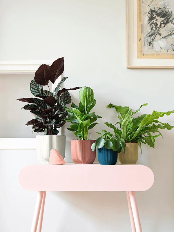Ronde plantenbak met ribbelstructuur, met kamerplanten op tafel
