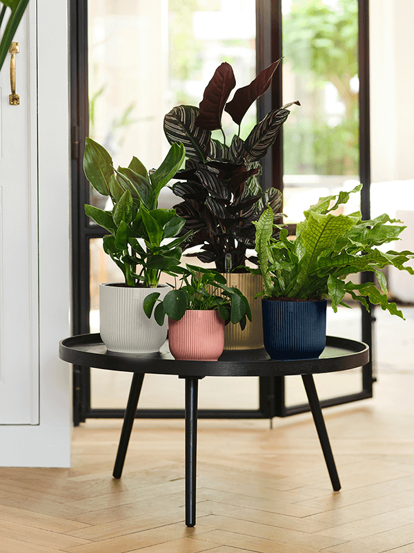 Ronde plantenbak met ribbelstructuur, met kamerplanten op tafel