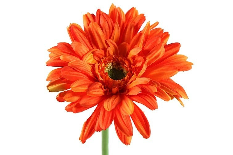 Gerbera Leanne oranje-L8B8H63,5CM