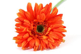 Gerbera Leanne oranje-L8B8H63,5CM