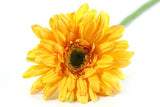 Gerbera Leanne geel-L8B8H63,5CM