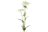 Scabiosa José crème-L8B8H74CM