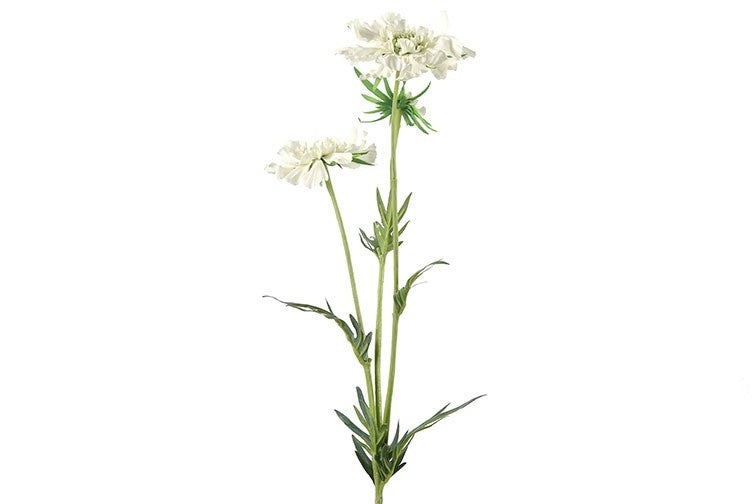 Scabiosa José crème-L8B8H74CM