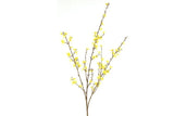 Forsythia L geel-L120B13H1,5CM