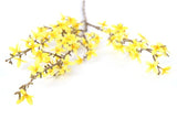 Forsythia L geel-L120B13H1,5CM