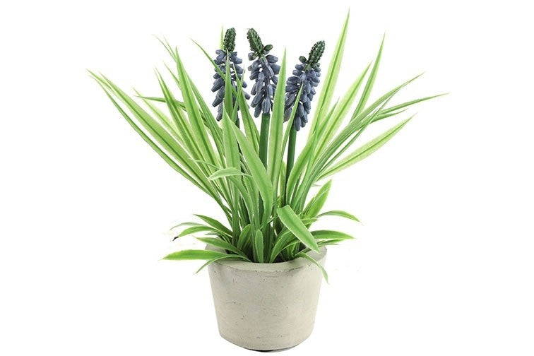 Muscari blauw-L10B10H21CM