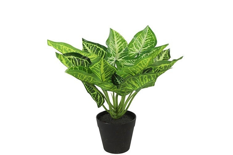 Calathea S groen