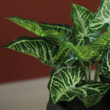 Calathea S groen