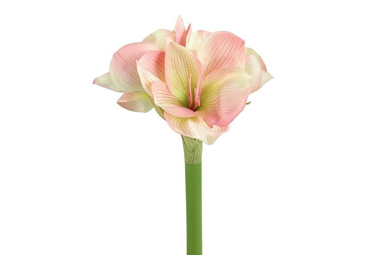 Amaryllis L roze-L15B18H66CM