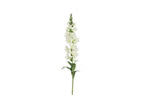 Antirrhinum majus wit-L10B10H92CM