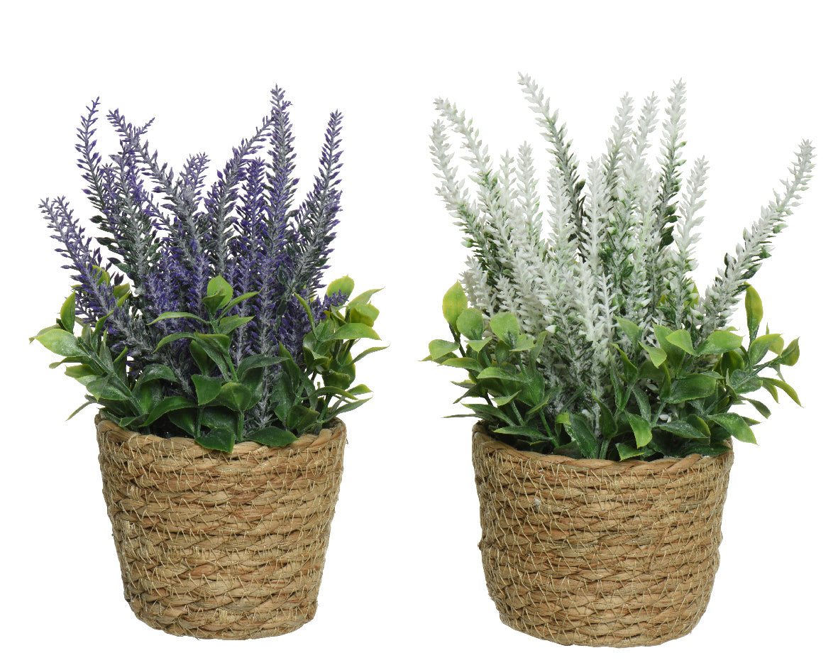 Lavendel in pot plastic assorti