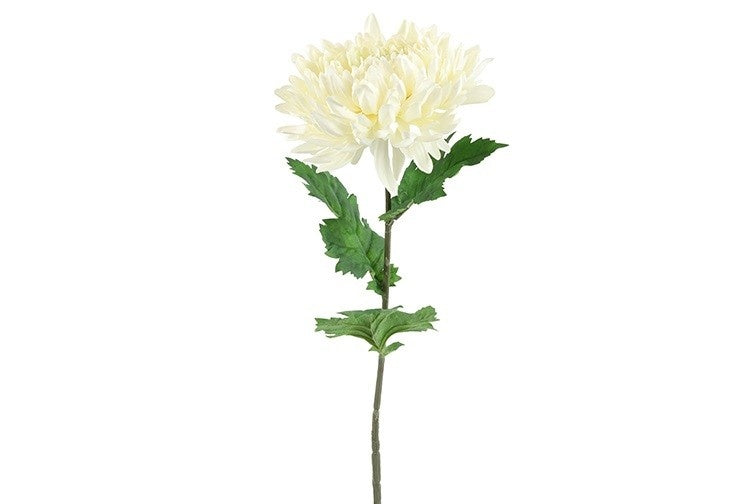 Chrysanthemum crème-L10B10H75CM