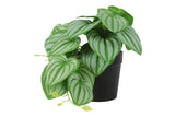 Philodendron groen-L26B22H17CM