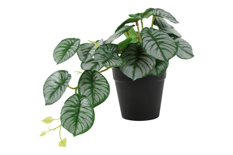 Alocasia groen-L26B22H17CM