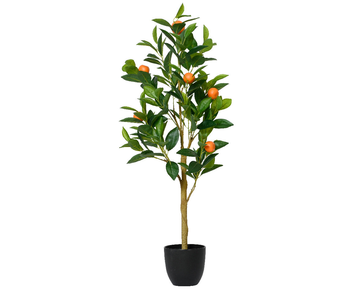 Orange tree in pot pe